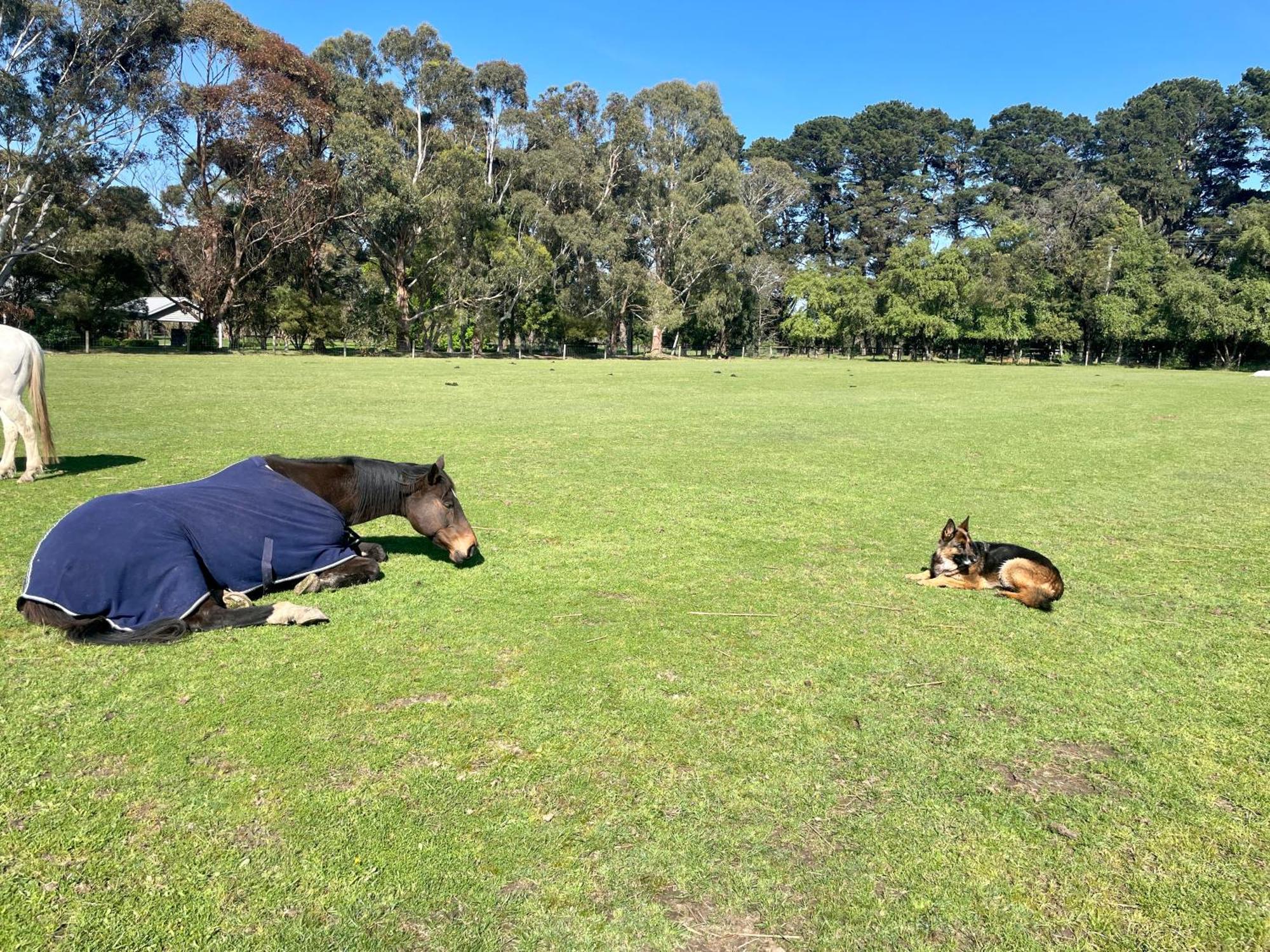 Farm Stay Maple Cottage At Wilindi Estate Tyabb Екстер'єр фото